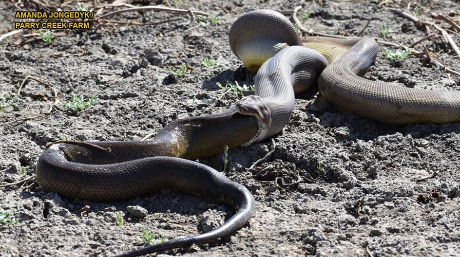 GRAPHIC IMAGES: Python swallows bigger snake, and it ends badly
