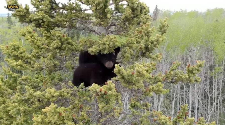 Orphaned bear cubs rescued from huge spruce tree in remarkable video