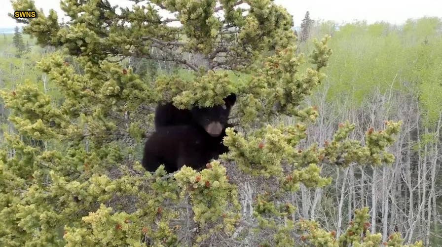 Orphaned bear cubs rescued from huge spruce tree in remarkable video