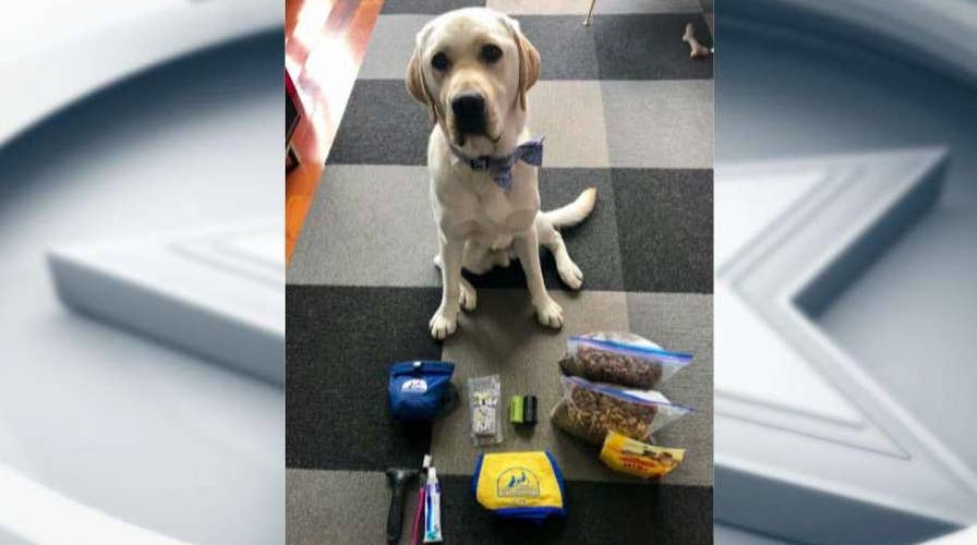 Dog-sitting do's and don'ts for Dana