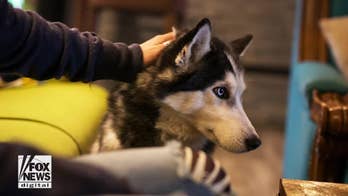 How a woman's pet dog helped detect her cancer 3 different times