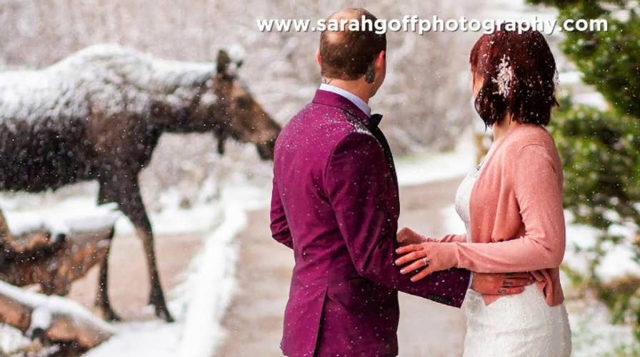 Moose crashes wedding in Rocky Mountain National Park