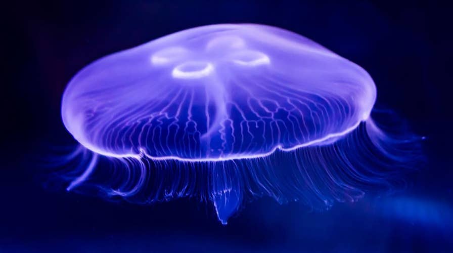 Toxic Jellyfish found along Jersey shore