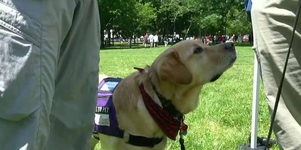 paws-for-purple-hearts-use-service-dogs-to-help-veterans-fox-news-video