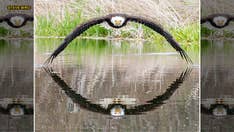 Stunning bald eagle photo becomes viral sensation