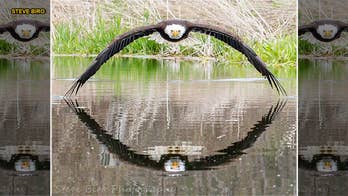 Stunning bald eagle photo becomes viral sensation
