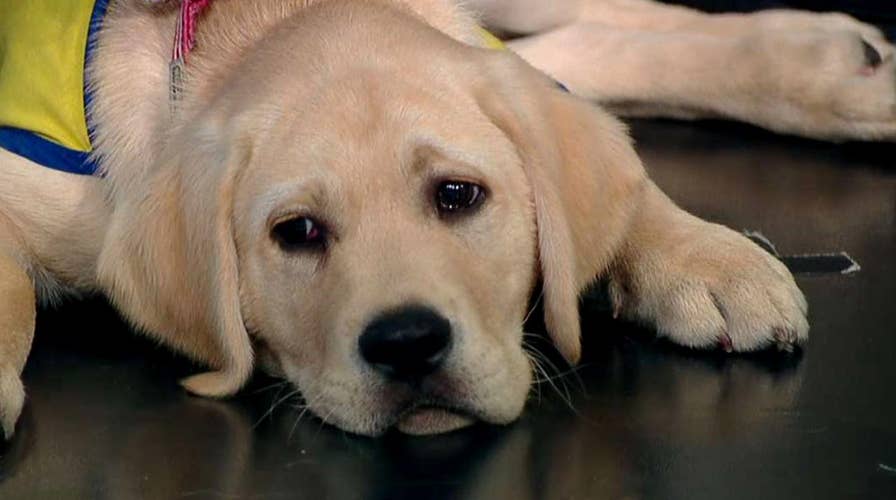 Canine Companions for Independence expanding pilot program for veterans with PTSD