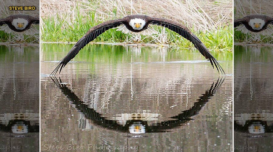 Stunning bald eagle photo becomes viral sensation