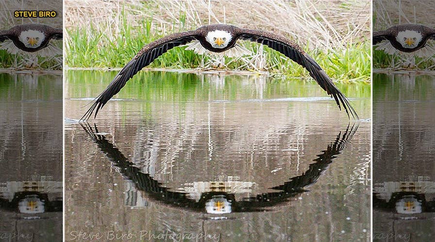 Stunning bald eagle photo becomes viral sensation