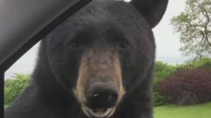 Bear tries to pry open car door while woman hides inside