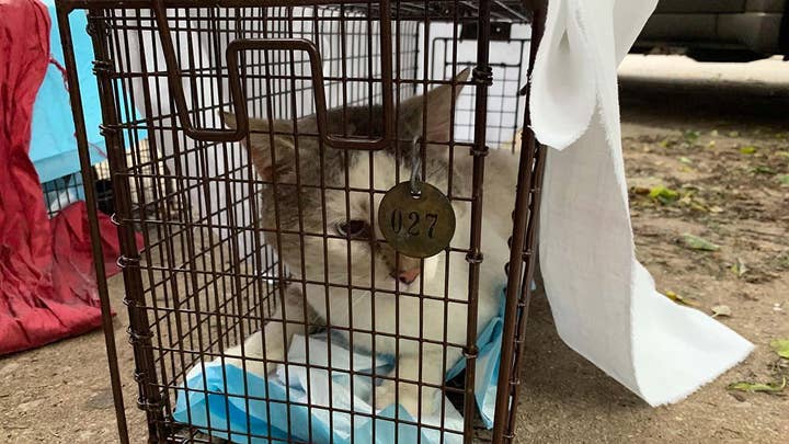 Philadelphia’s cat crisis hits new peaks with nearly half a million strays