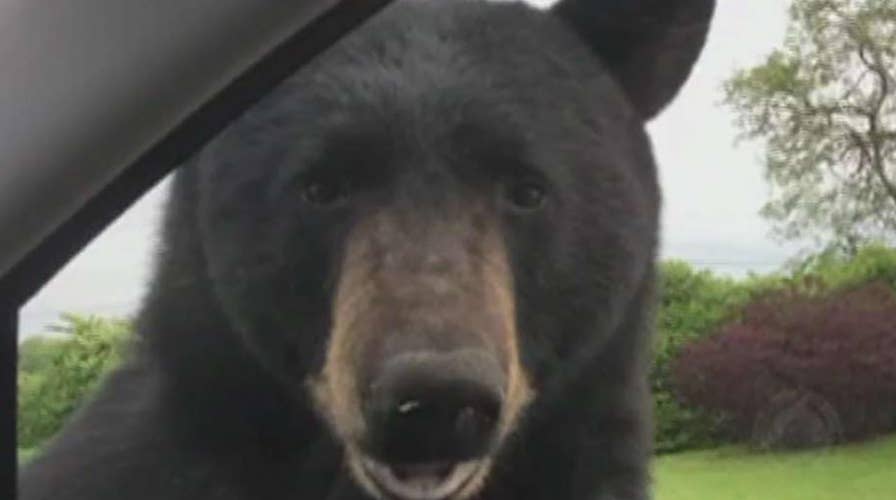 Bear tries to pry open car door while woman hides inside