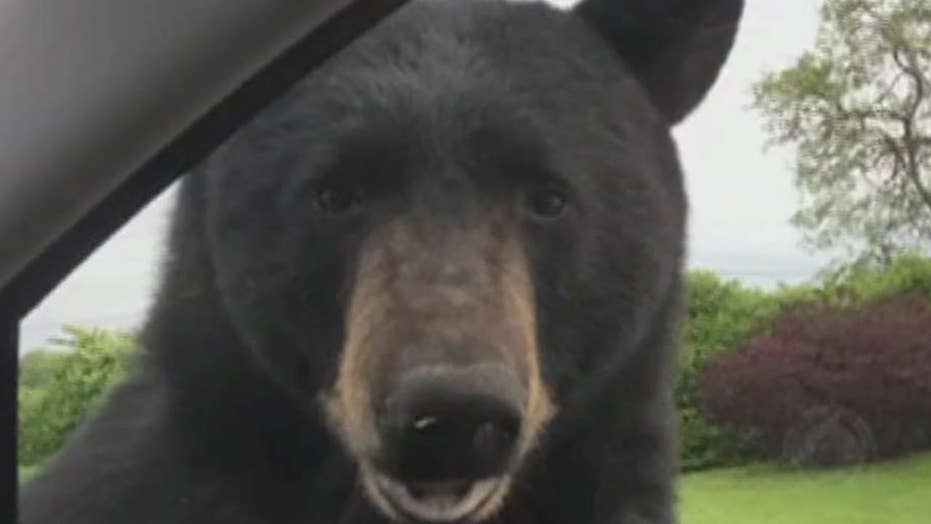 fluffy black bear
