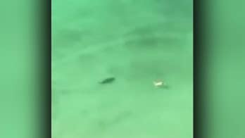 Woman swims ‘directly over’ shark in Florida, frightening video shows