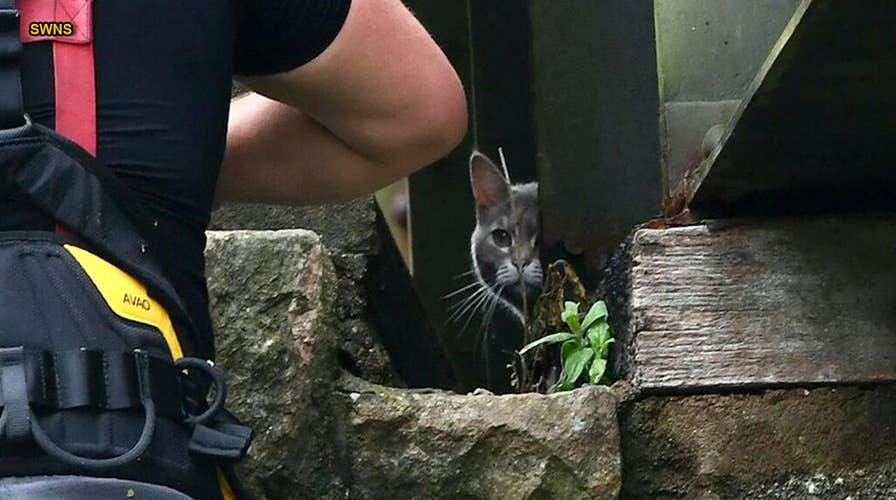 Trapped cat wanders home after failed $7,500 rescue mission