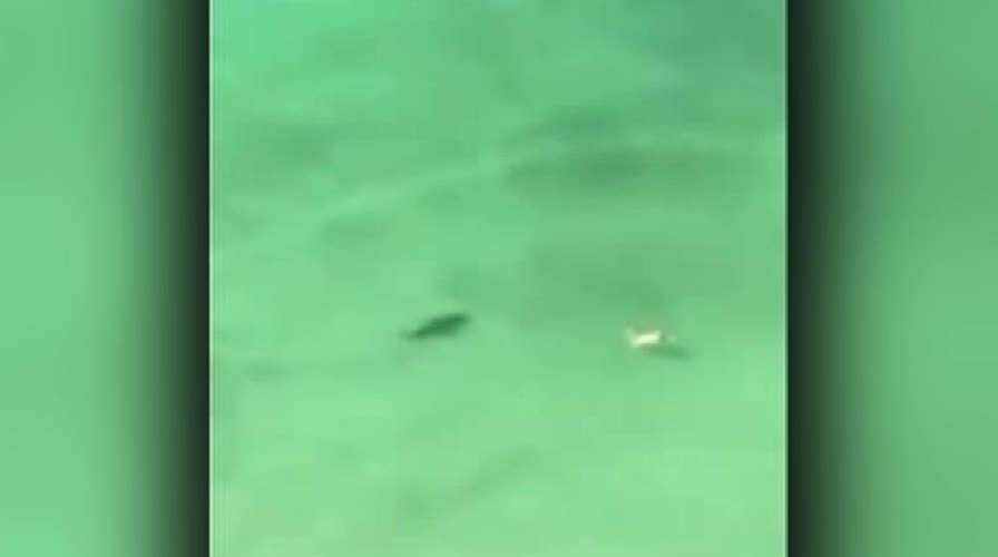 Raw Video: Shark circles under swimmer at Florida resort