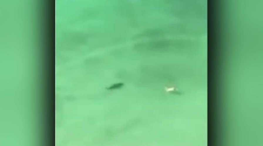 Raw Video: Shark circles under swimmer at Florida resort