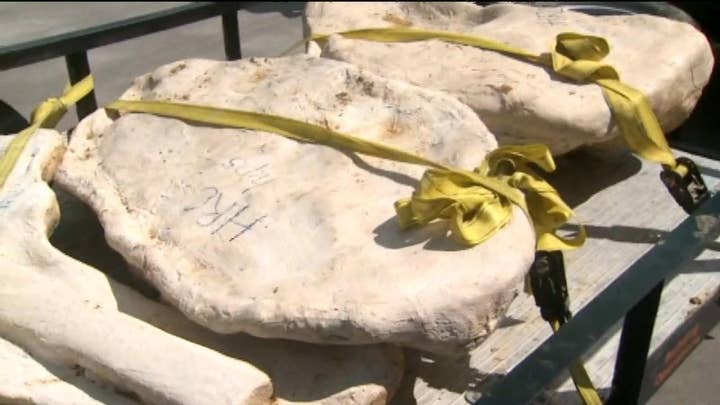 Dinosaur fossils uncovered in Denver area