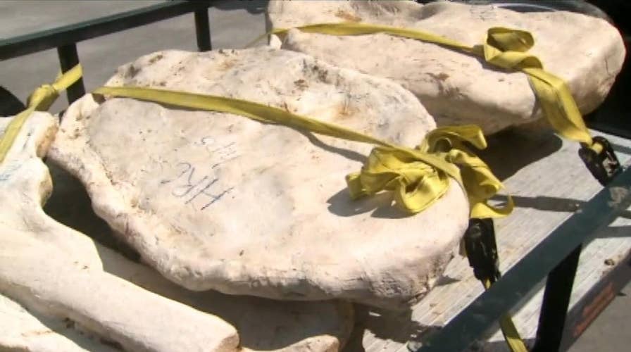 Dinosaur fossils uncovered in Denver area