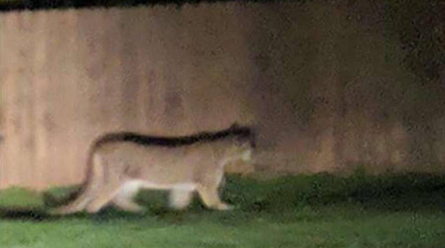 Brave family dog saves boy from cougar attack in Washington state park