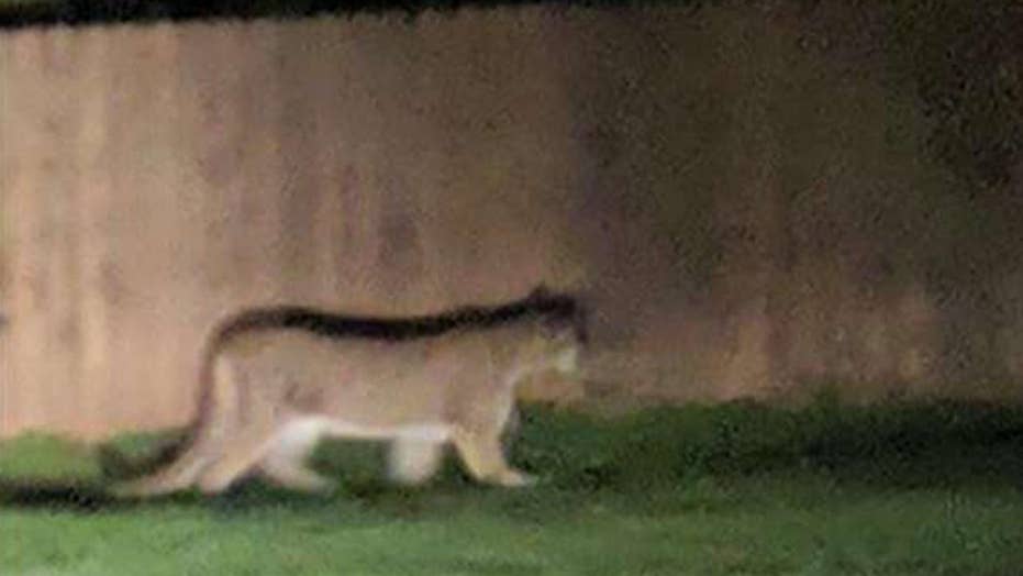 Washington Cougar Attack On Child Thwarted By Family S Dogs