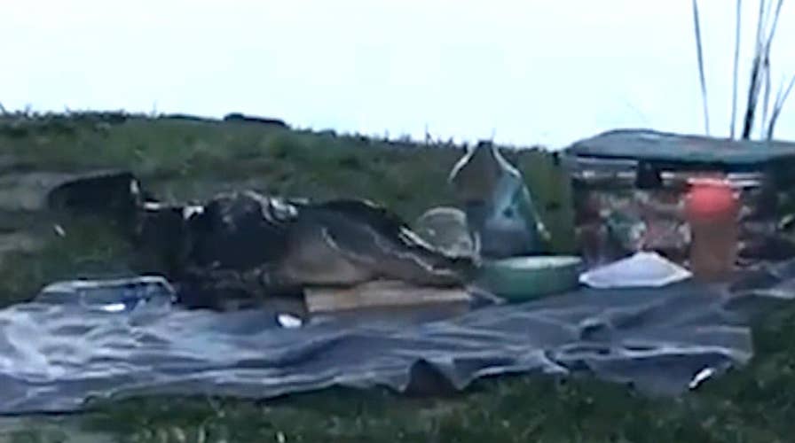 Gator crashes couple's romantic picnic in Florida