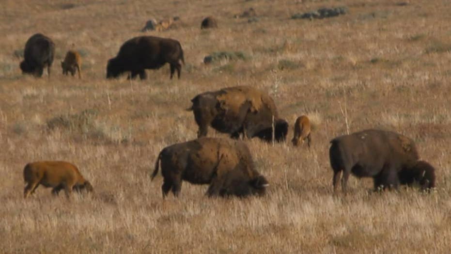 Utah Man Gored Trampled In Bison Attack While Out On