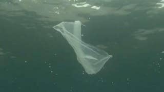 Study finds microplastics in all surveyed sea creatures, moving through the food chain - Fox News