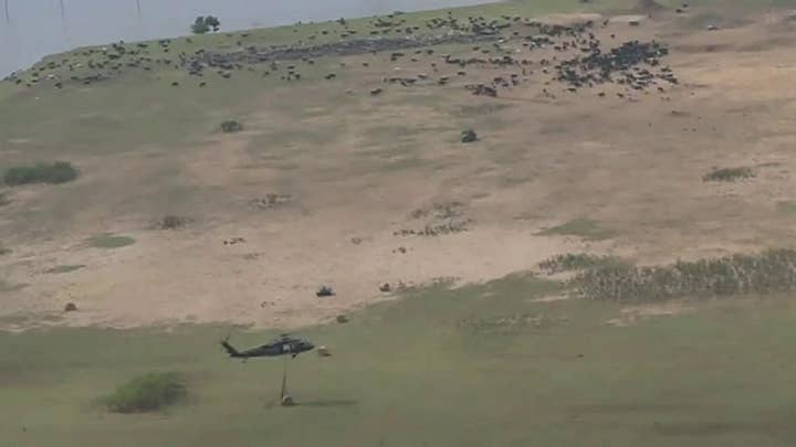 Raw video: Arkansas National Guard airdrops bales of hay to stranded cows