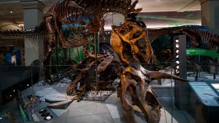 Inside the Smithsonian National Museum of Natural History's newly renovated dinosaur hall - Fox News