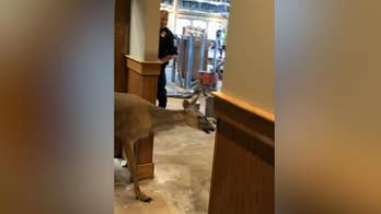Police film deer who 'moseyed right in' to restaurant, broke bathroom mirror
