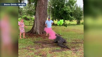 Florida couple uses huge pet alligator to reveal gender of 10th child