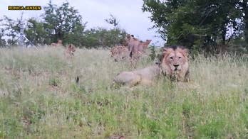 South African authorities allow dozens of lions to roam free in outskirts of town
