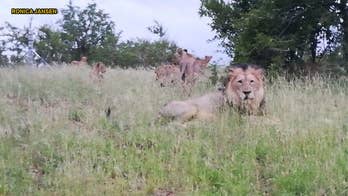 Dozens of lions free to roam free near South African town: 'You don't really go jogging or riding a bicycle here'