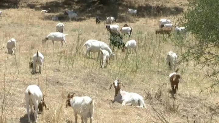 California town deploys goats in fight against wildfires