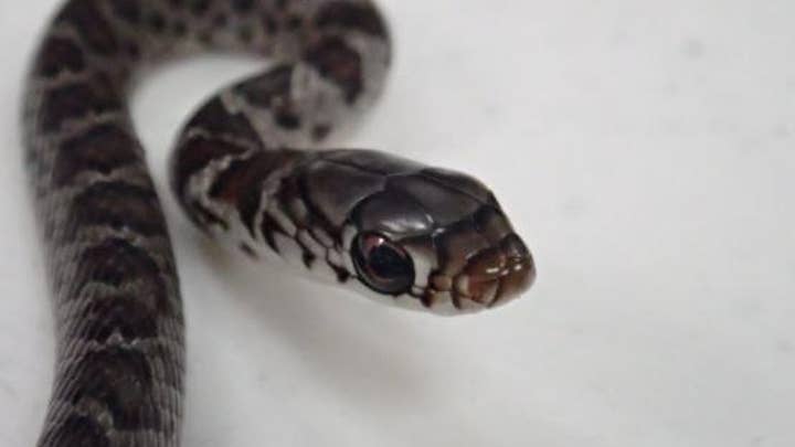 Traveler unknowingly carries stowaway snake in his travel bag on Hawaii flight
