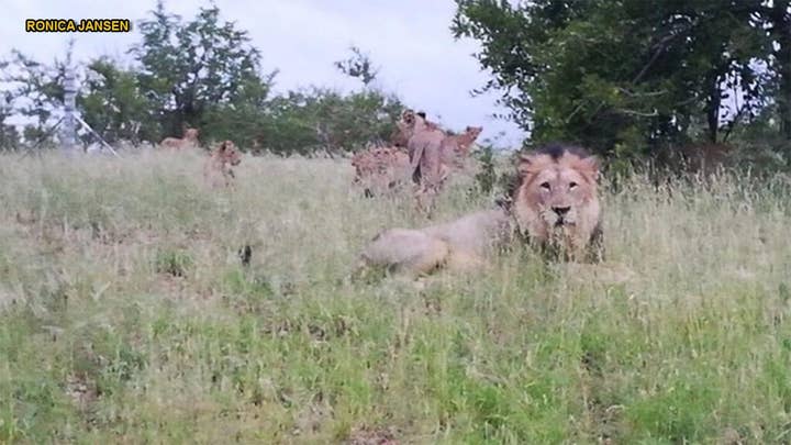 South African authorities allow dozens of lions to roam free in outskirts of town