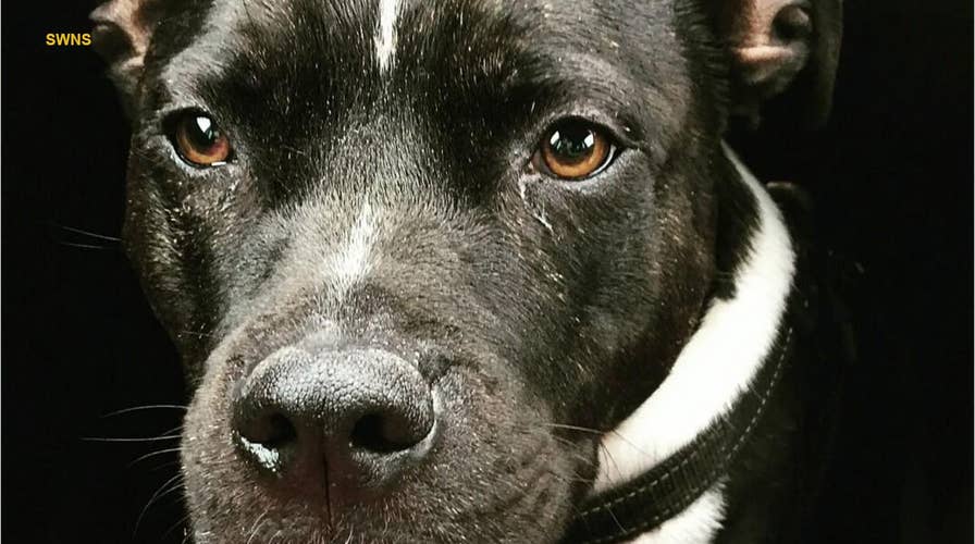 This remarkable dog can bark hello