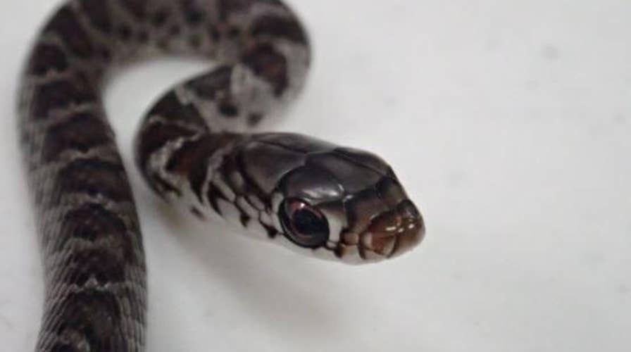 Traveler unknowingly carries stowaway snake in his travel bag on Hawaii flight