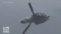 Alligator with a knife stuck in its skull sparks concern in Texas community