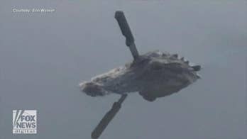 Search is on for alligator with a knife stuck in its skull