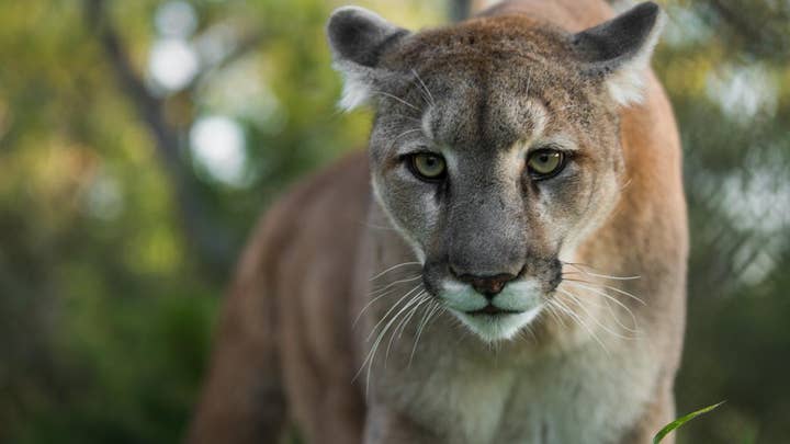 A rise in wildlife sightings prompts mountain lion warning