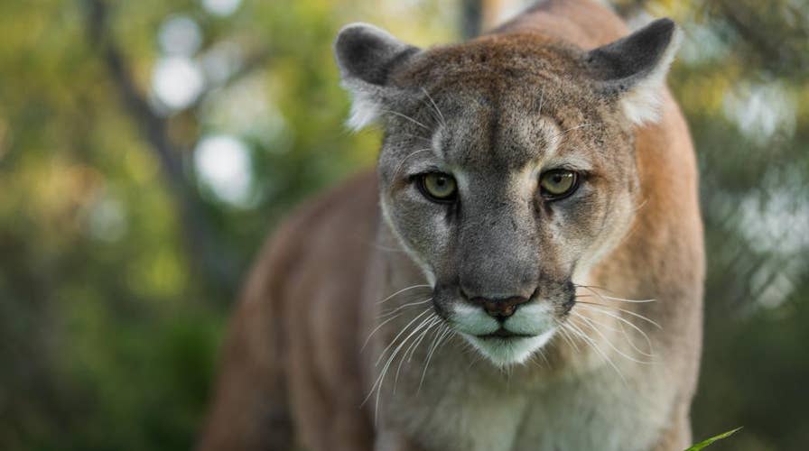A rise in wildlife sightings prompts mountain lion warning