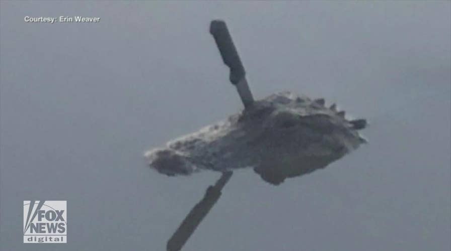 Alligator with knife stuck in its skull shocks Texas community