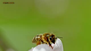 New York City police remove colony of bees swarming bike - Fox News