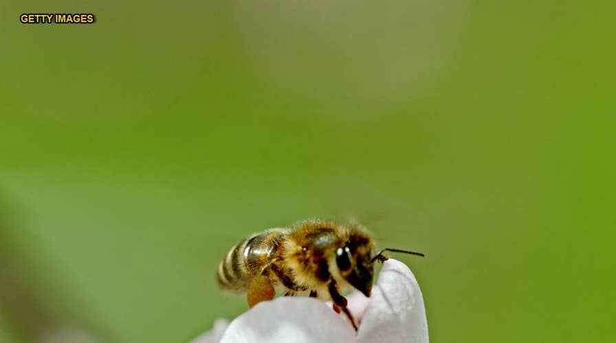 New York City police remove colony of bees swarming bike