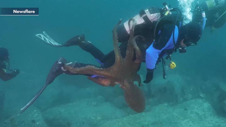 Giant octopus attacks scuba diver in the Sea of Japan