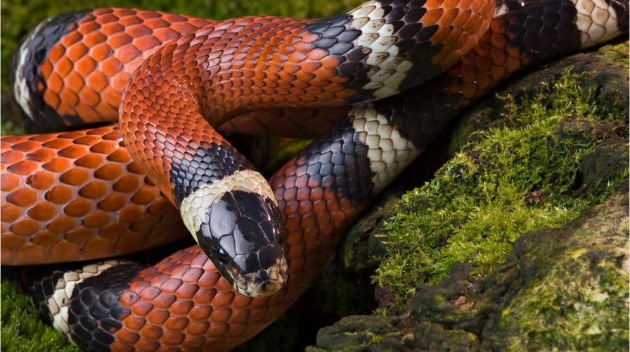 Wild snake attacks Boston infant as he plays on kitchen floor