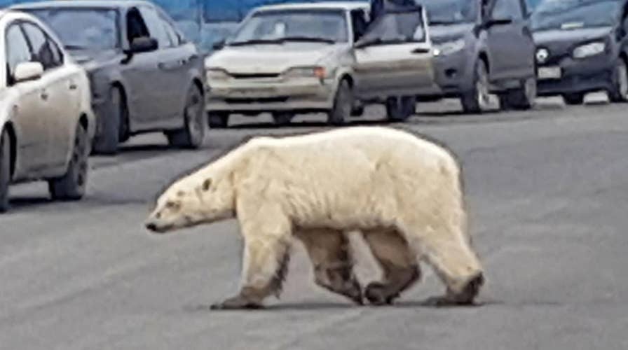 Emaciated polar bear spotted in Russian city