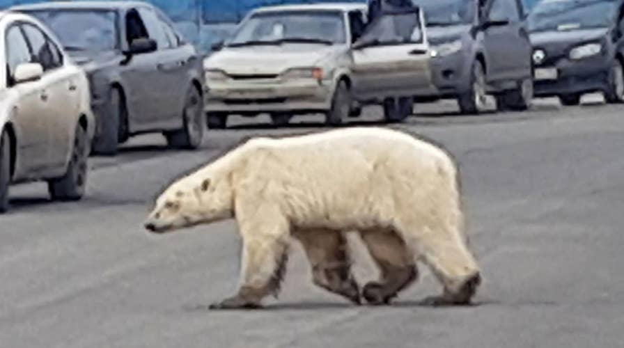 Emaciated polar bear spotted in Russian city